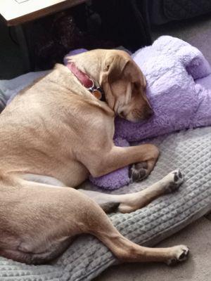 Parachute Veterinary Clinic