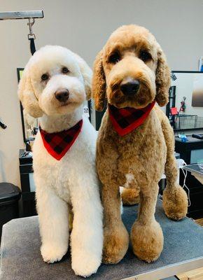 The Groomery-Hair Establishment for Dogs