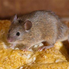 Eastern Pest Management