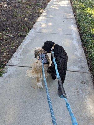 Best Buddies Pet Care