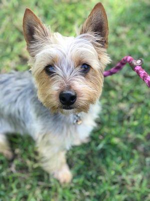 Fur Babies Dog Walking