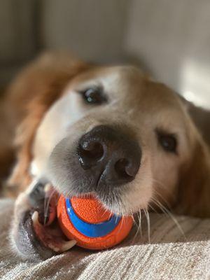 South Paw Pet Sitting