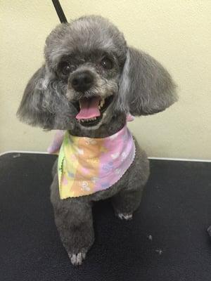 At Home Pet Grooming