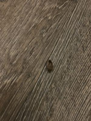 Bug crawling on floor