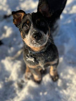 Your Pet Concierge