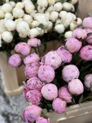 Mayesh Wholesale Florist