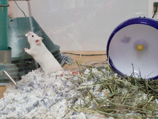 Compassionate Animal Rescue Efforts of Duchess County