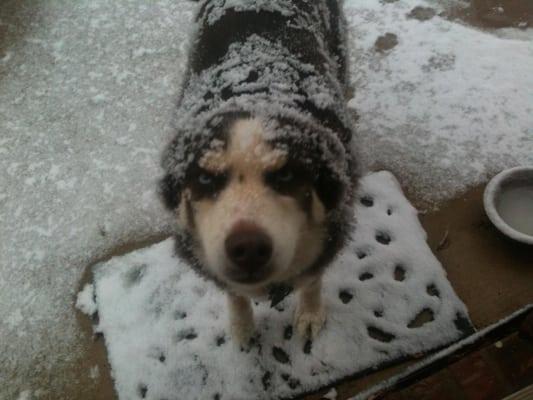 Paws and Relax Pet Sitting