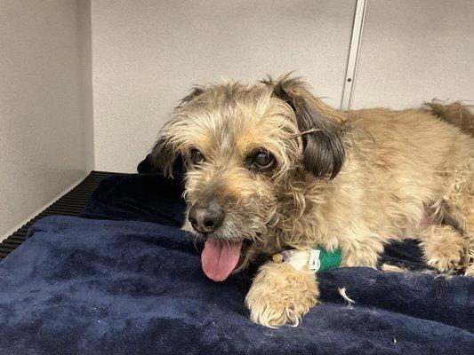 Sweet Sparky Boy 6/24/09-2/27/25