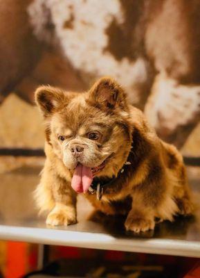 Sire to fluffy puppies available.