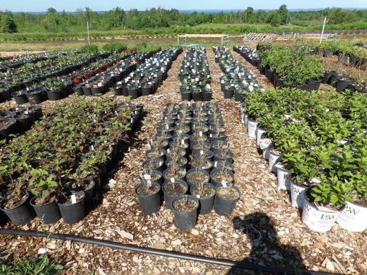 Farmer Joe's - Lake View Nursery