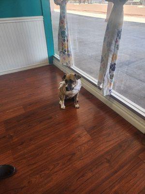 Grooming in Paradise