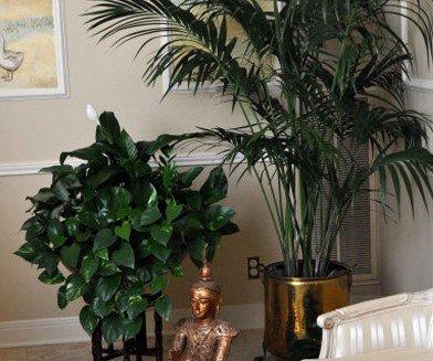 Los Verdes Interior Gardens