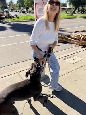 Paws For Life K9 Rescue