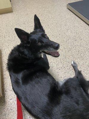 Whitehall Pet Practice PC