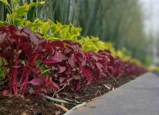 Conservative Tree And Landscape