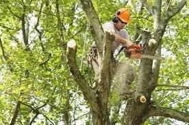 Eagle Tree Service