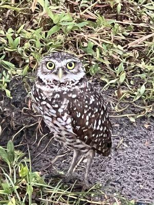 Plantation Heritage Park Duck Pond