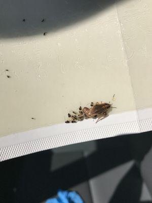 Mission Exterminating