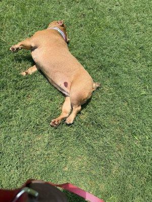 Fairmont Pet Hospital