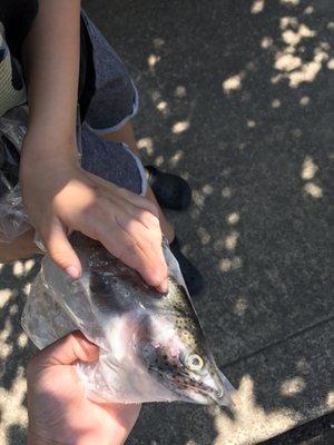 Fish he caught!!