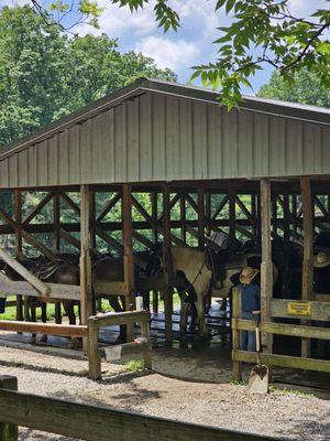 Cades Cove Riding Stables