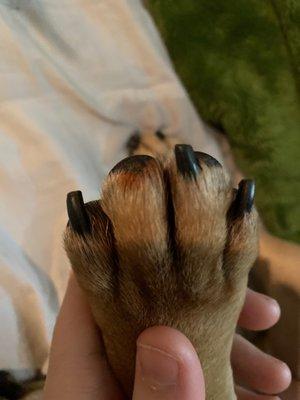 Susan's Pet Care Center