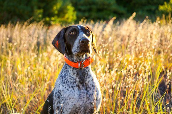 On Point Pet Services