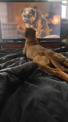 Back Creek K-9 Retreat