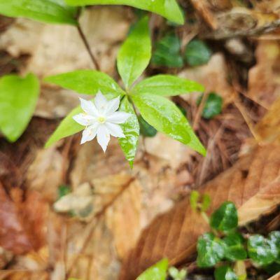 Northen Starflower