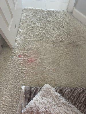 We Clean Carpets