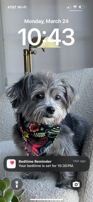 What she should look like after grooming.