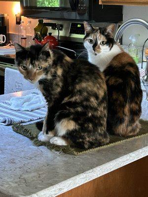 Veterinary Associates