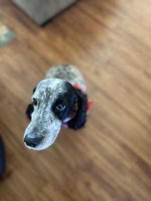 A & A Pet Groomers & Ink