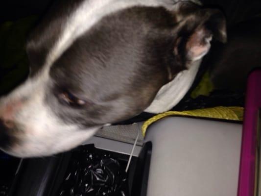 Putnam Humane Society