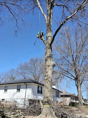 Professional Arborist Service