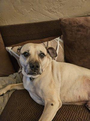 Landings Animal Hospital