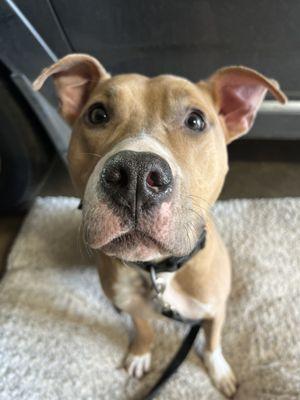 On The Ball K9 Training