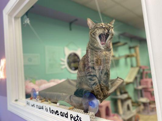 Sweet kitties yawning!!