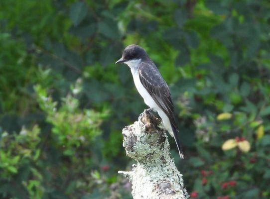 Kingbird