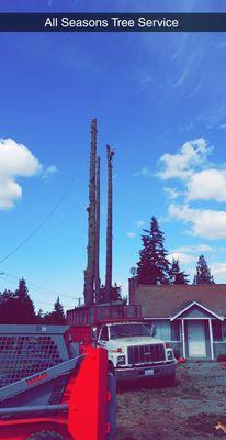 All Seasons Tree Service