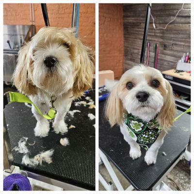 Pooch Paradise Spa