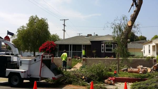 Green All Season Tree Service Inc