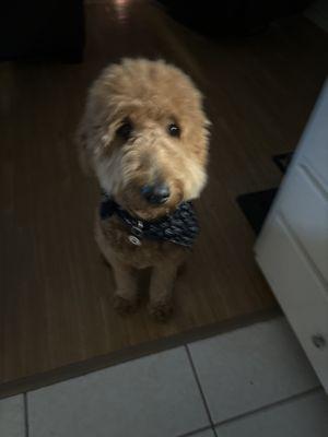 Precious Pups Grooming