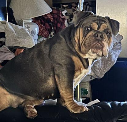 In The Dog's House, P.C.