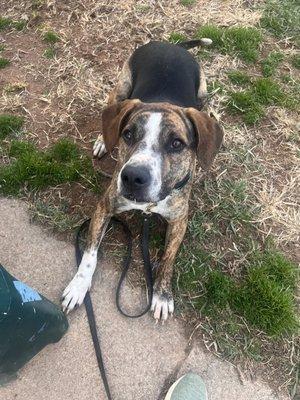 Matty’s Heart And Soul Rescue