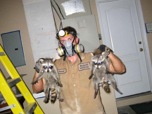 Wildlife Removal Philadelphia