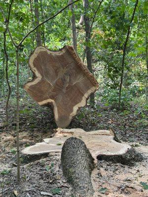 Billy Poignant Logging