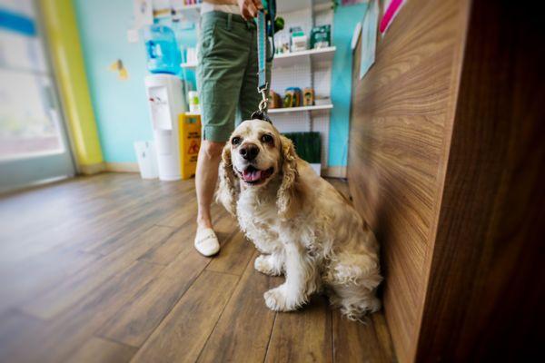 West Coast Grooming Academy