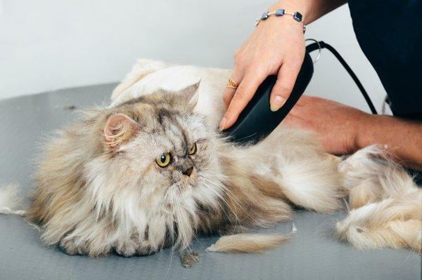 We groom cats!